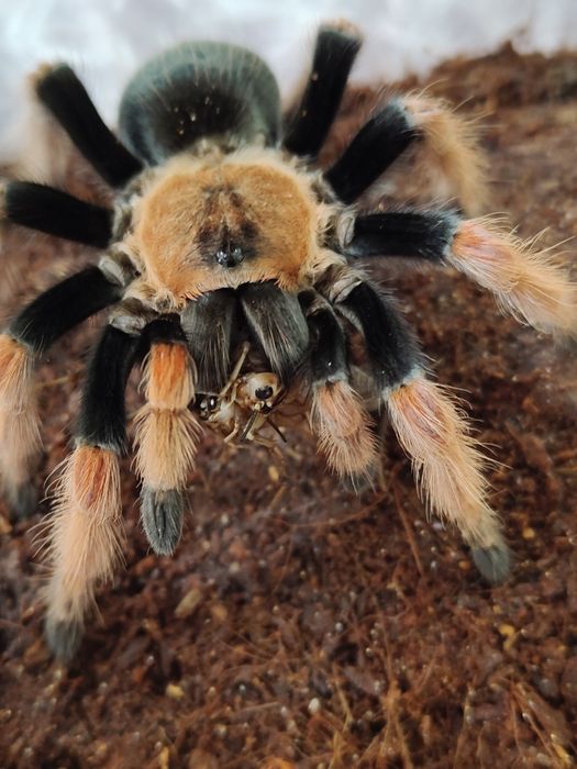 Kolorowy samiec Bo.eh me i