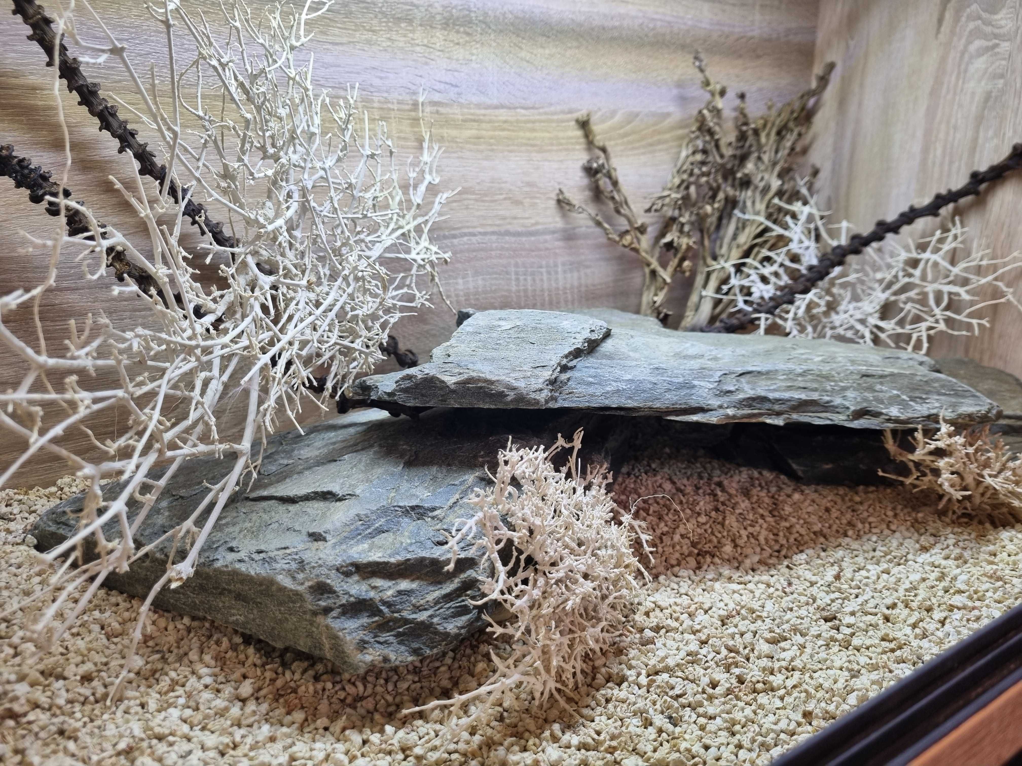 Terrarium 80x50x50 dla jaszczurki gekona żółwia