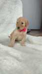 Goldendoodle F1 szczeniak