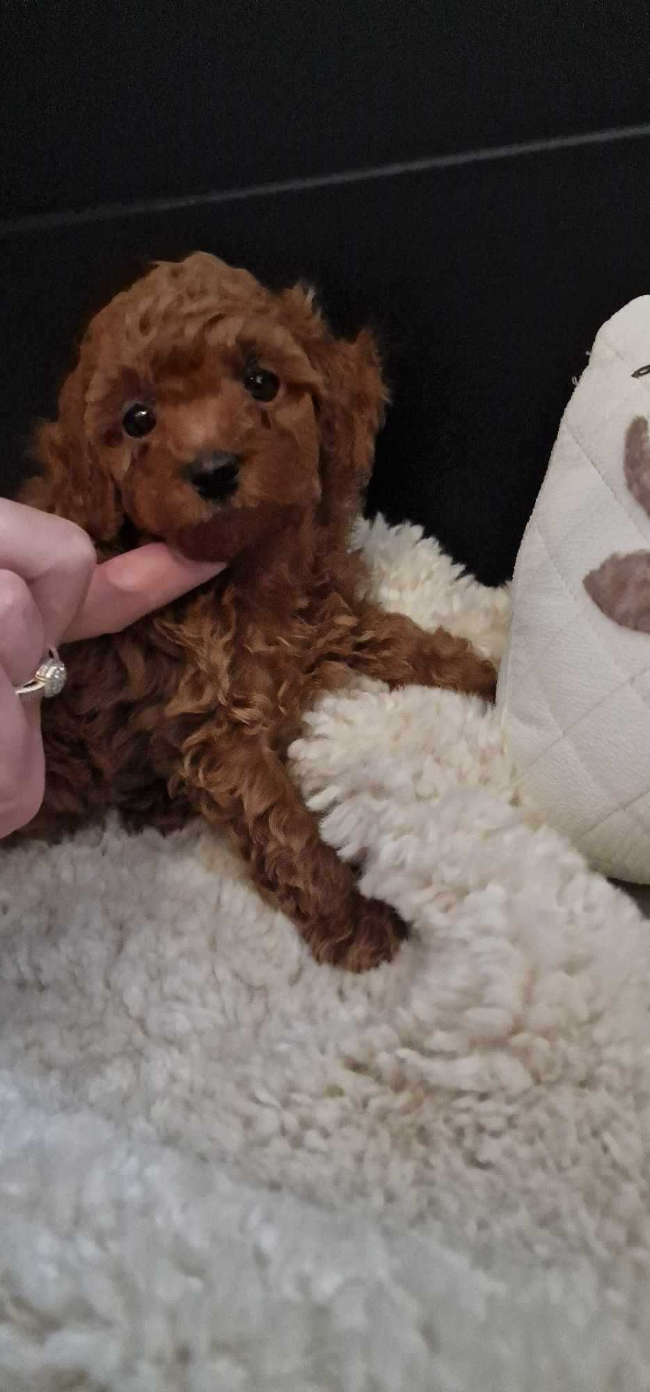 Pudel Toy red brown malutki chłopczyk