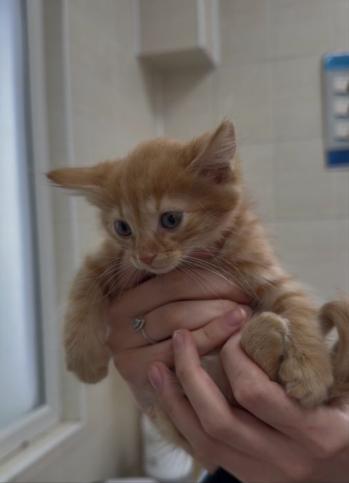 Кошеня в люблячу родину), залишився один малюк