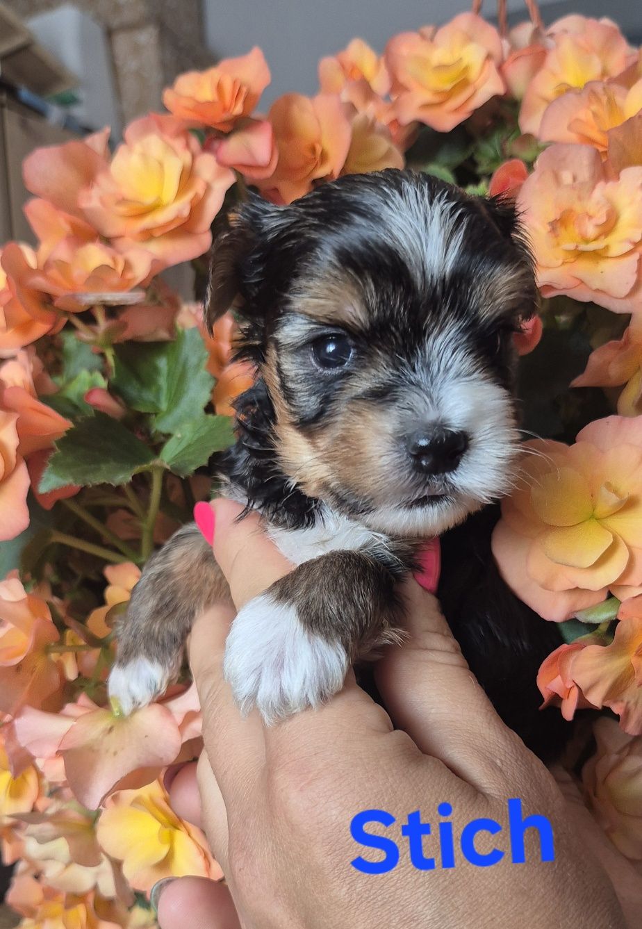 Do Rezerwacji Yorkshire terrier biewer Stich