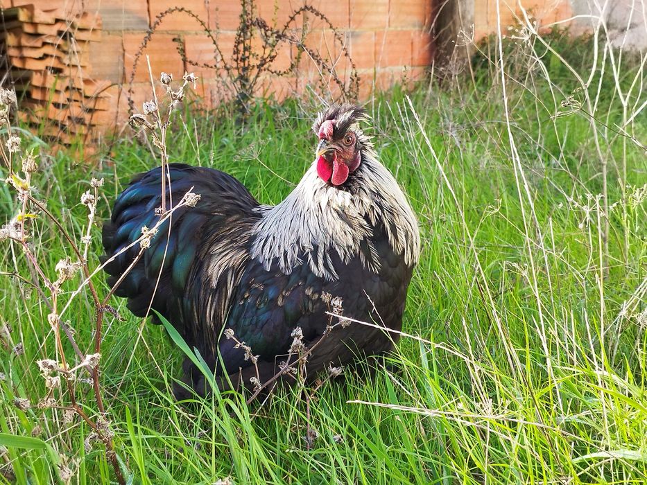 Garnizos Pekim/Sedosa