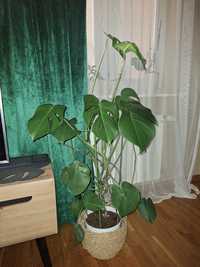 Monstera wys. 110