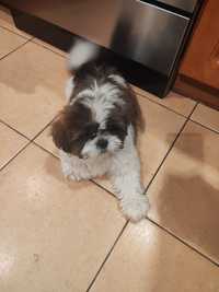 Śliczny Piesek shih-tzu