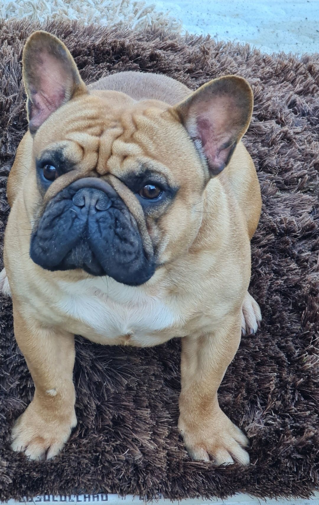 Bulldog Francês Red Fawn