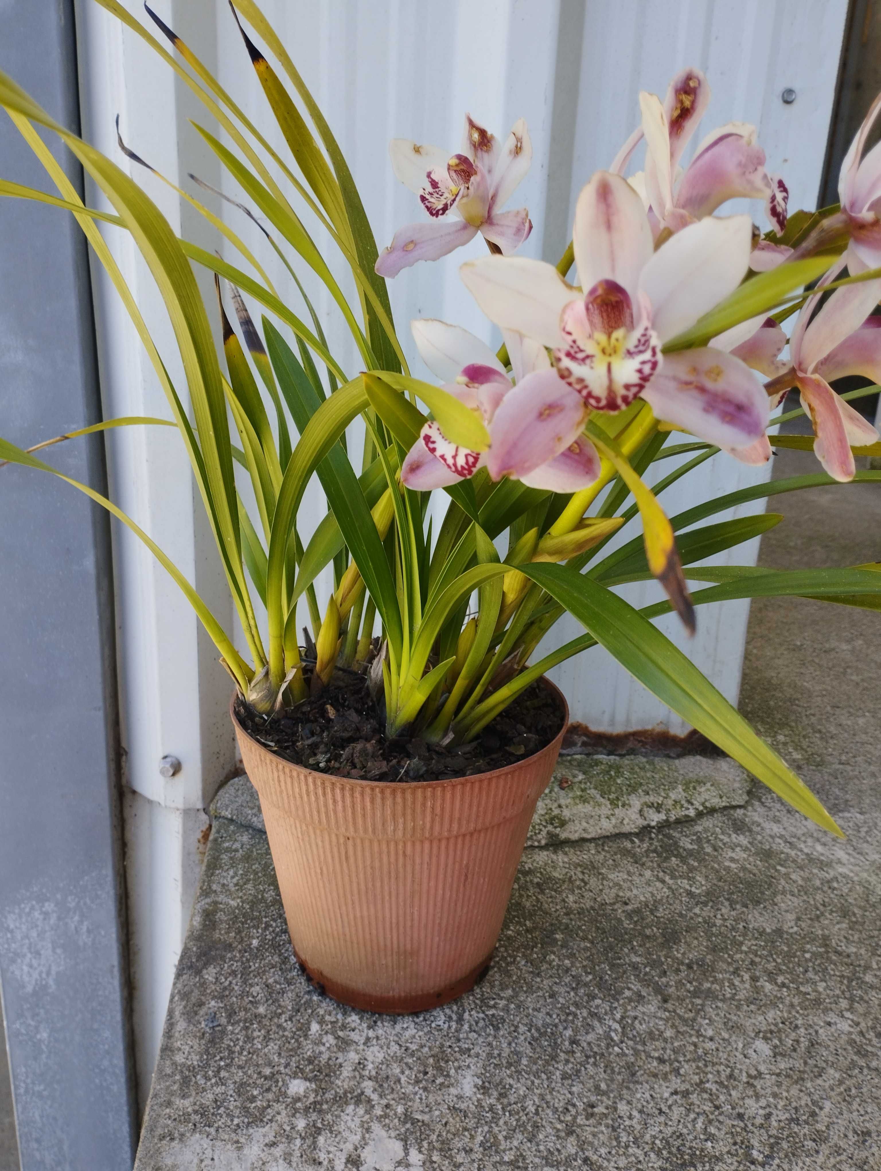 Vendo vaso com pés de orquídeas de Exterior