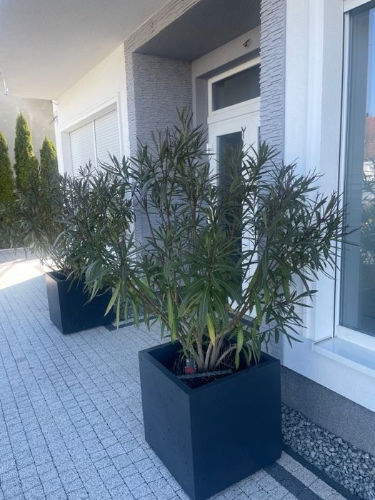 Donica betonowa 60x60x60 Duża  Donica ogrodowa Donice betonowe