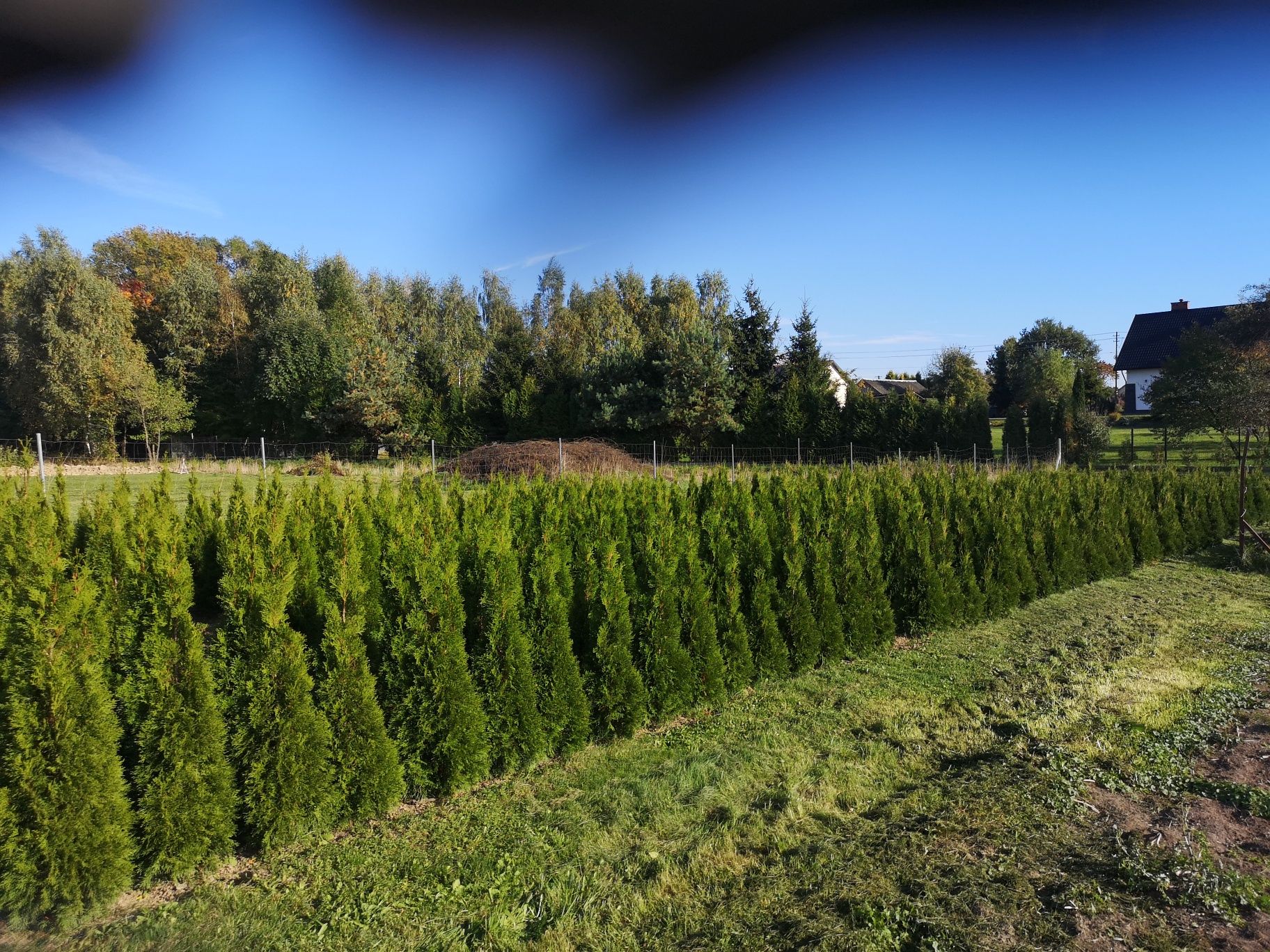 Tuje, thuja, szmaragd tanio