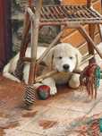 Golden retriever ZKwP