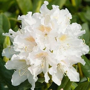 Рододендрон и азалия саженцы