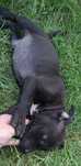 Pies amstaff samiec