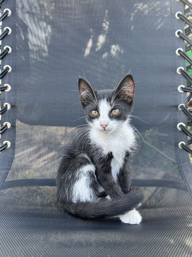 Котята у добрі руки.Безкоштовно.