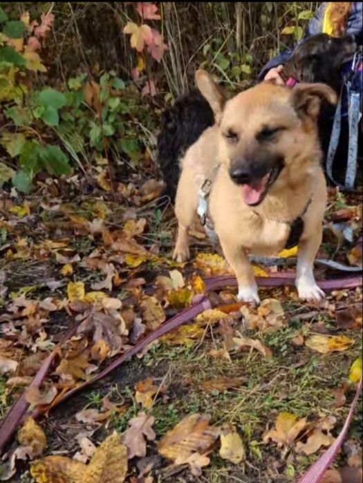 Mikro Funcik czeka na dom