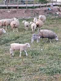 Rebanho 12 ovelhas, 1 carneiro e 13 crias