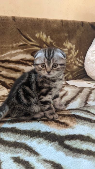 Шотландские котята