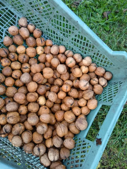 Orzechy włoskie świeże 3 kg