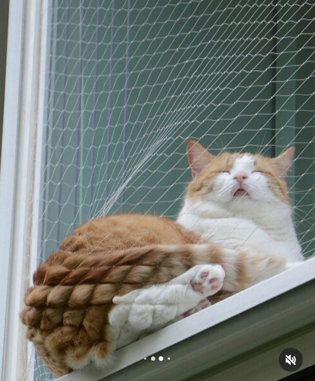 Promocja -20% siatki balkonowe montaż- dla kotów,przeciwko ptakom.
