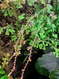Селагінелла (Selaginella uncinata), для палюдаріума або тераріума.