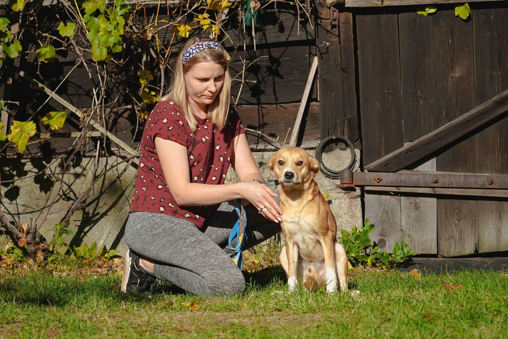 Medo - fajny psiak szuka domu