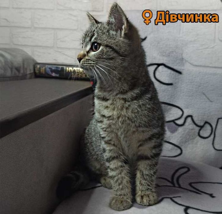 Кошенята, 3 на вибір (пухнасті і пухаті)