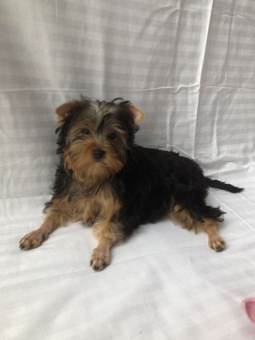 Йорки дуже гарні