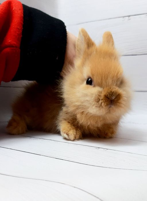 Карликовые супер мини кролики декорат. торчеухие и вислоухие