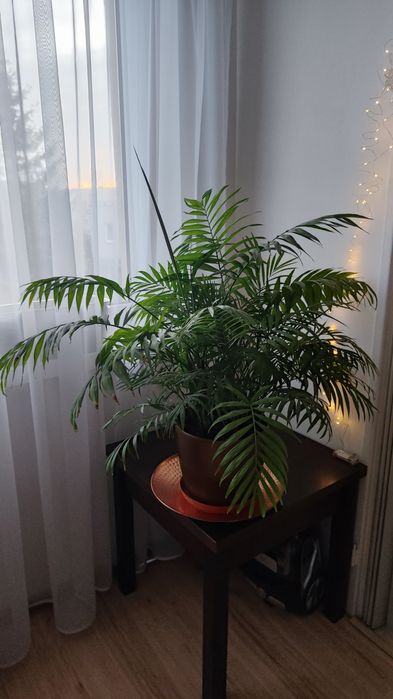 Palma Areka kwiat w doniczce Dypsis lutescens