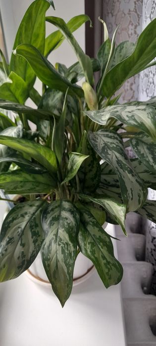 Аглоанема- чудова ,є квітуча