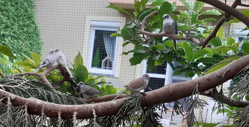 Gołąbki diamentowe szeki.