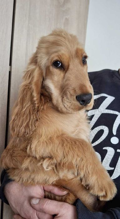 Cocker spaniel angielski