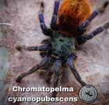 Pająk Chromatopelma cyaneopubescens L2