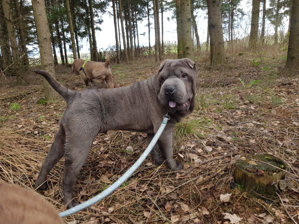 Shar pei piesek Burbon