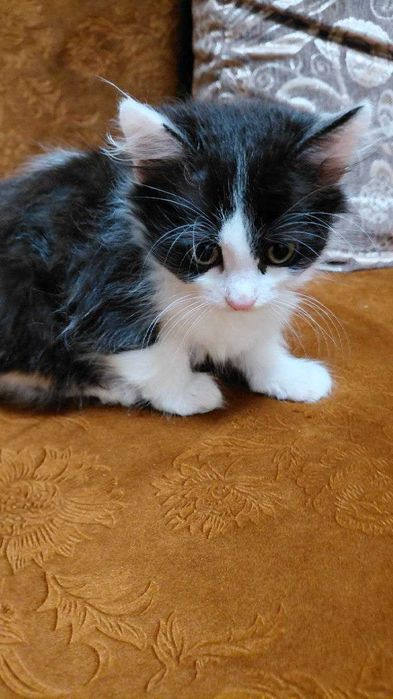 Котята ищут заботливых хозяев