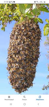 Бджолосім'ї, рої бджіл