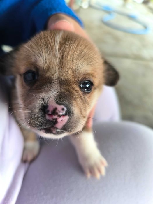 Cão macho muito fofinho