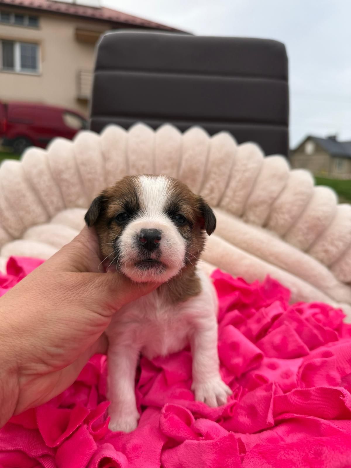 Jack Russell Terrier ZKwP FCI