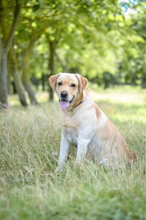 Dżeki-pies w typie labradora do odpowiedzialnej adopcji
