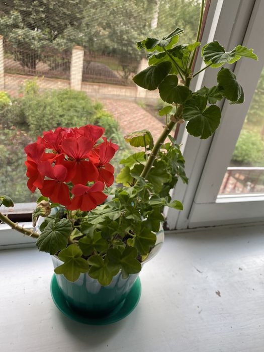 Кімнатні рослини