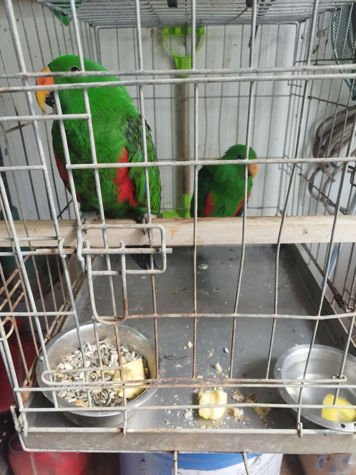 Disponível 2 machos ecletus