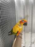 Aratinga sol macho adulto