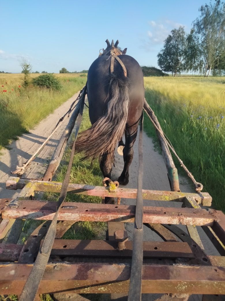Sprzedam źróbke zimnokwistą