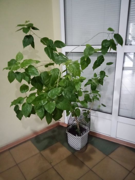 Комнатные растения: гибискус,финиковая пальма
