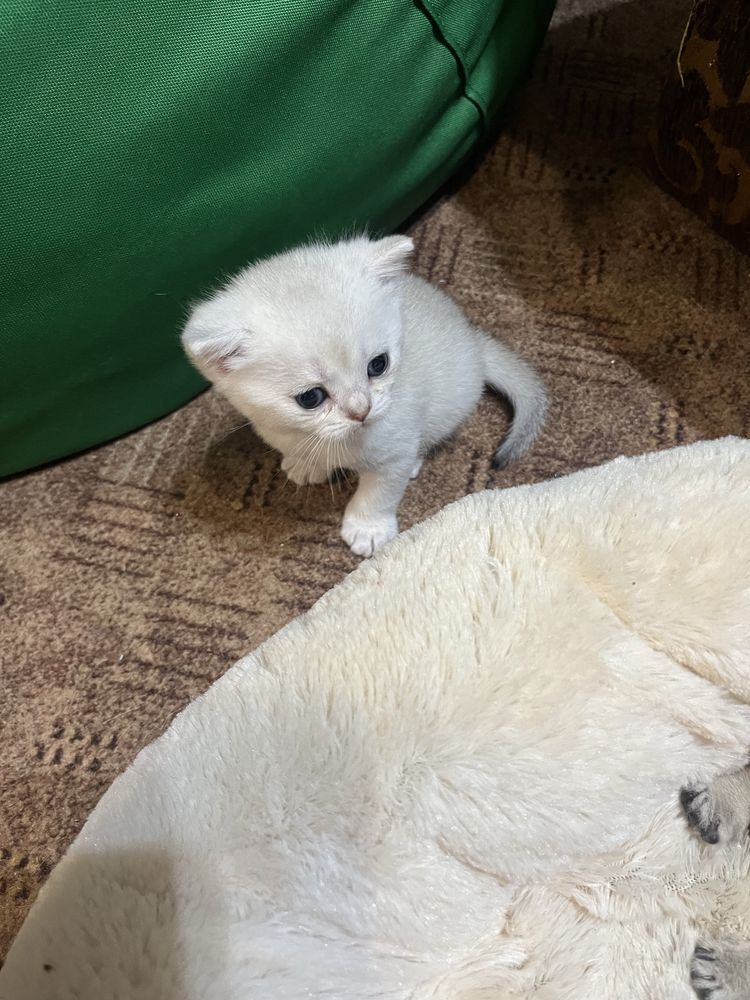 Срібна шиншила, продається котик скотіш страйт