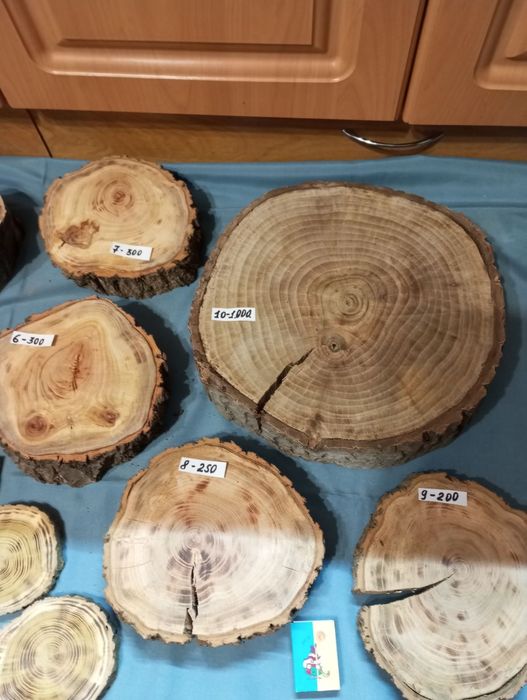 Срізи деревини з різних порід.