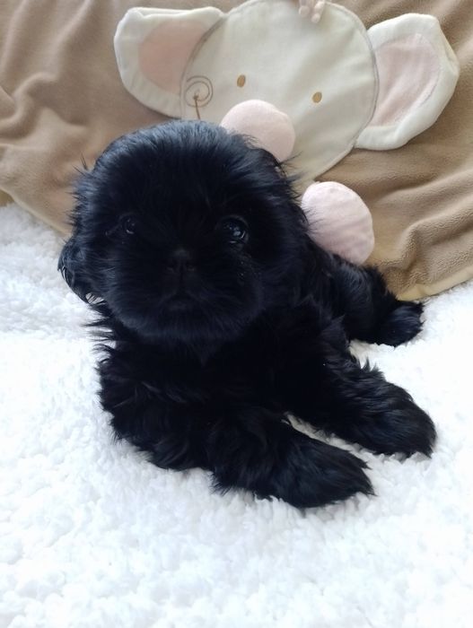 Czarny piesek Shih Tzu