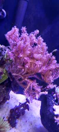 Pseudogororia koralowiec akwarystyka morska