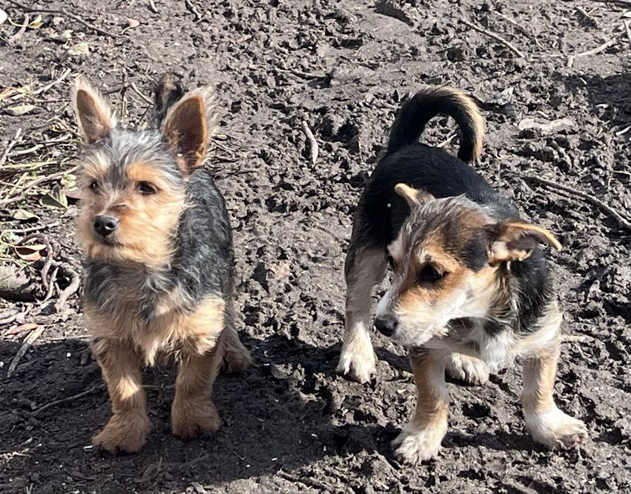 Oddam za darmo dwa pieski