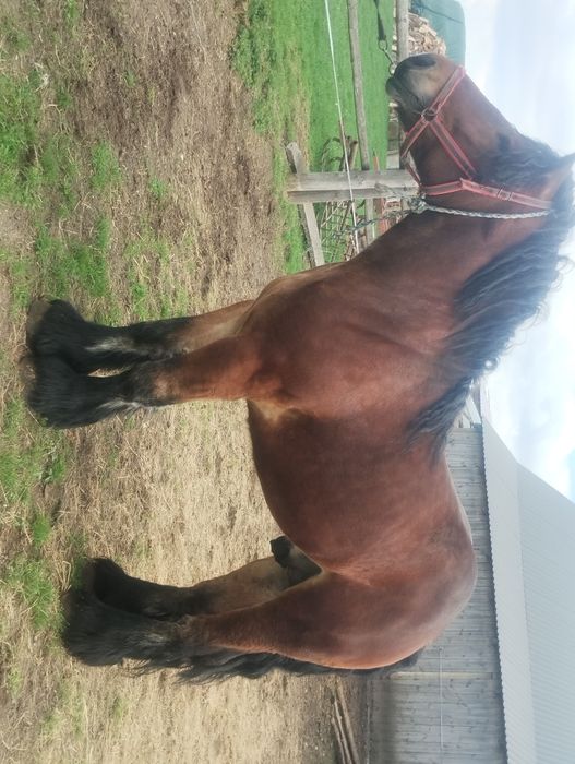 Sprzedam ogiera makler