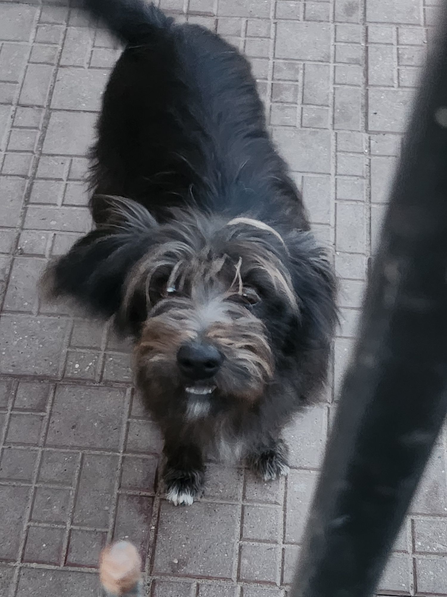 Figa kochana włochata dziewczyna do adopcji